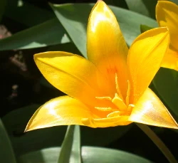 tulpe-2